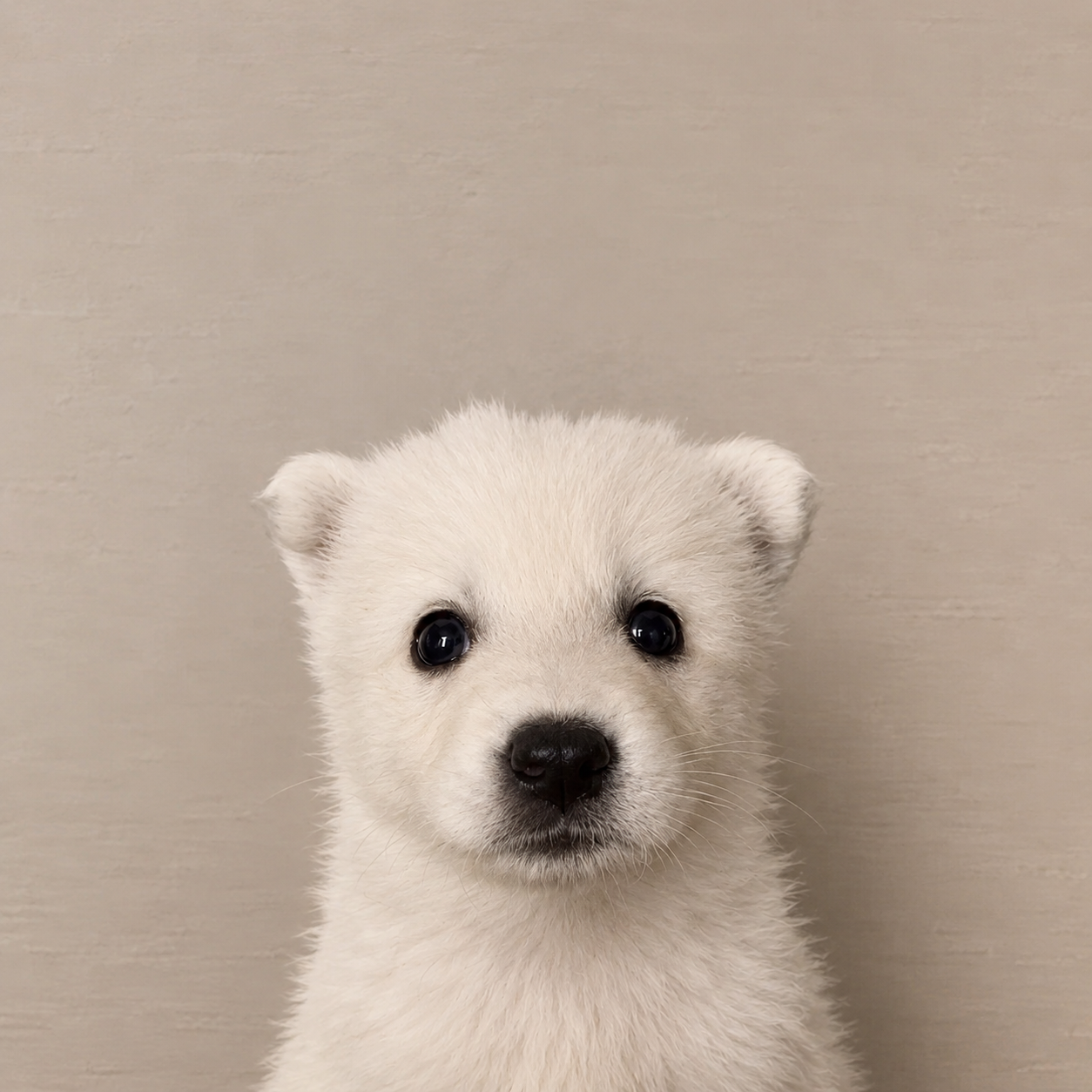 The puppy from r/aww